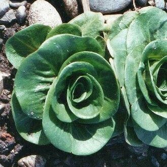 Endīvija 'Grumulo Verde'